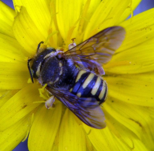 Anthidium cfr. manicatum F (Apidae Megachilinae)